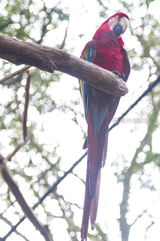 Foz do Iguaçu，热带鸟类